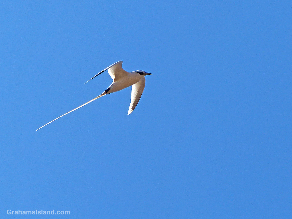A white-tailed tropicbird flying over North Kohala, Hawaii