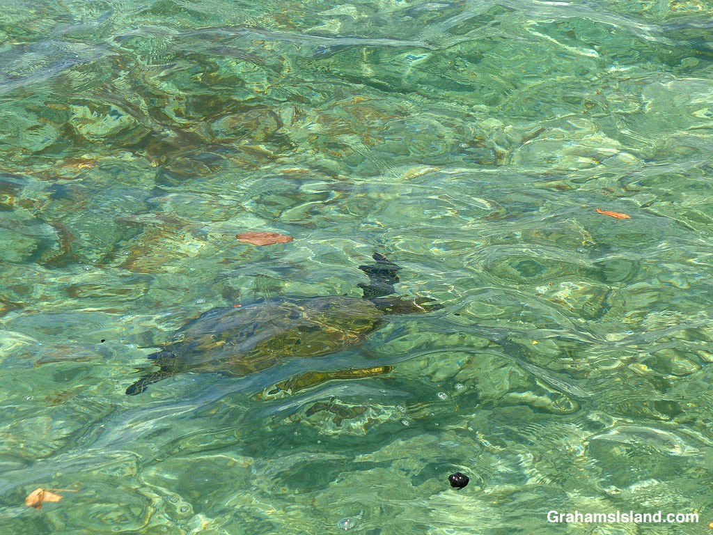 A green turtle swims in the waters off Hawaii