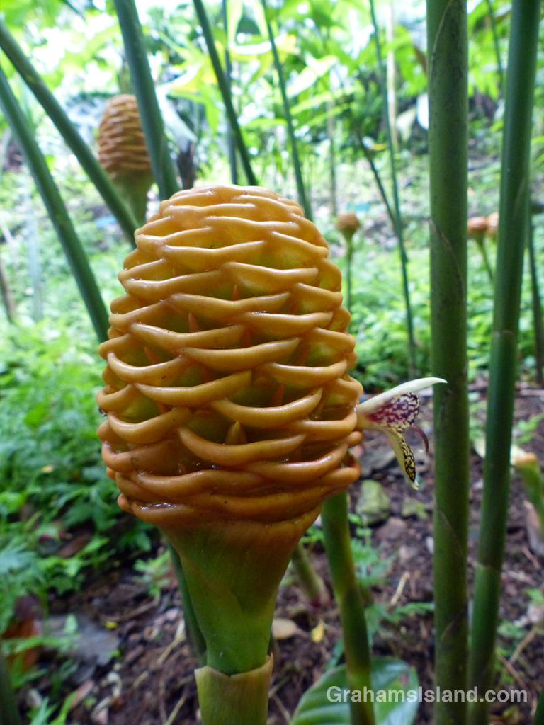 A Beehive Ginger 'Golden Scepter' plant
