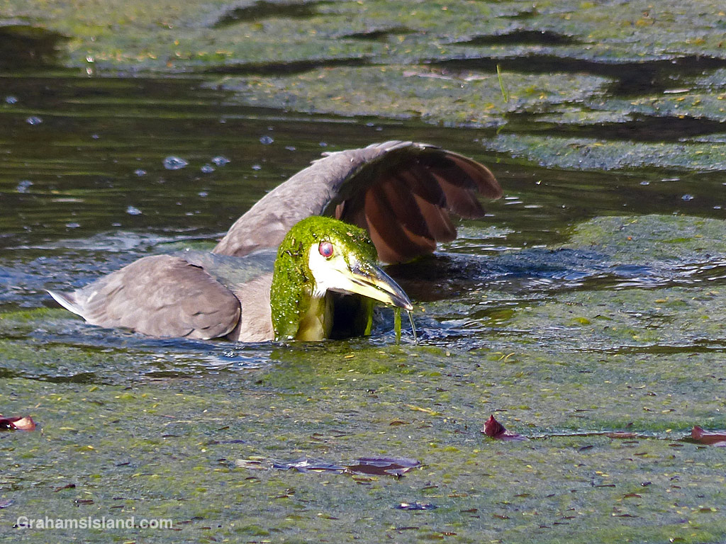 A Black-crowned night heron struggles o get out of an algae covered pond