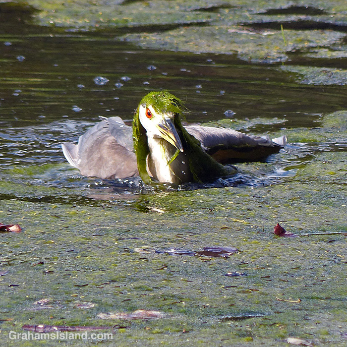 A Black-crowned night heron struggles o get out of an algae covered pond