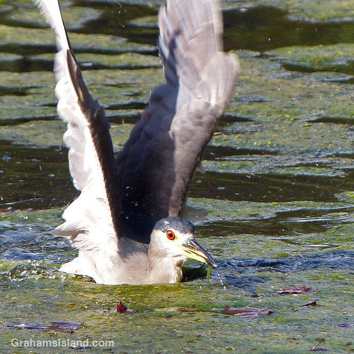 A Black-crowned night heron struggles o get out of an algae covered pond