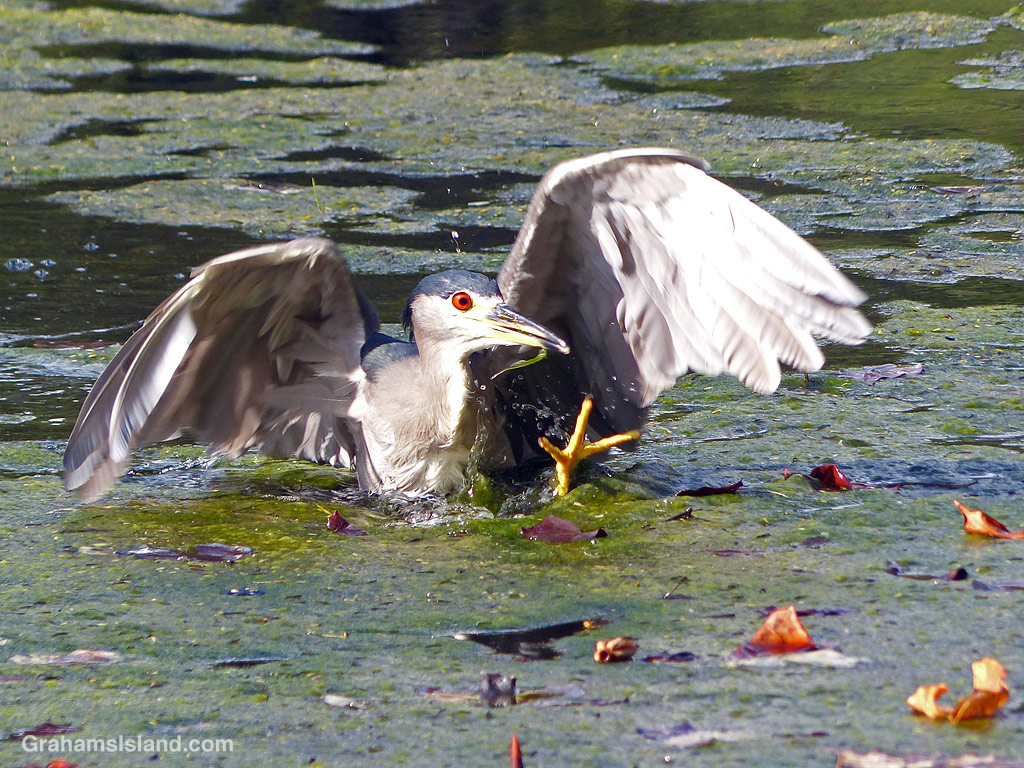 A Black-crowned night heron struggles o get out of an algae covered pond