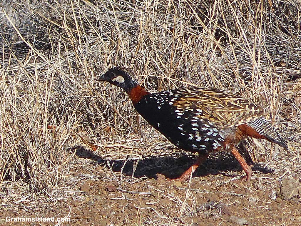 A Black Francolin in Hawaii