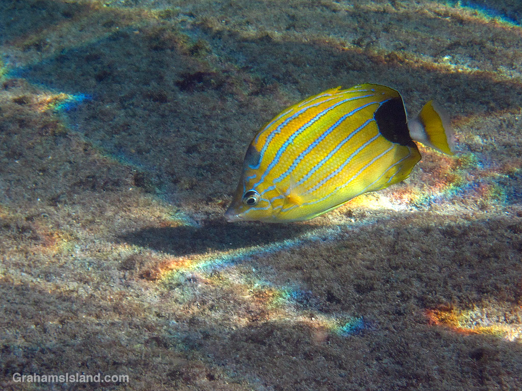 A Bluestripe Butterflyfish nibbles algea in the waters off Hawaii