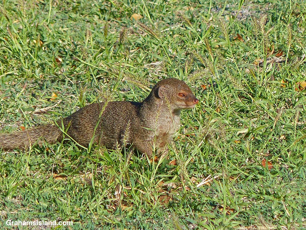 A mongoose in Hawaii