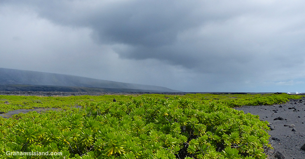 Beach Naupaka grows in black sand near Apua Point in Hawaii Volcanoes National Park