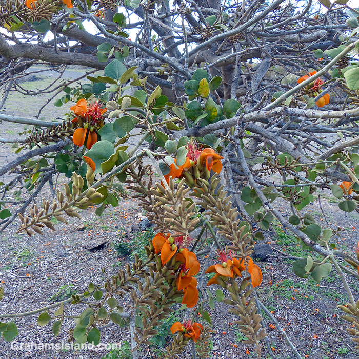 Williwilli flowers at PuuWaaWaa, Hawaii