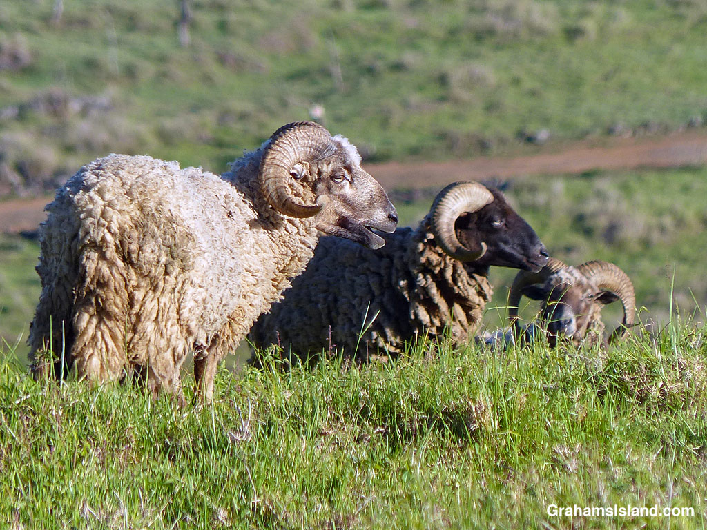 Sheep on PuuWaaWaa, Hawaii