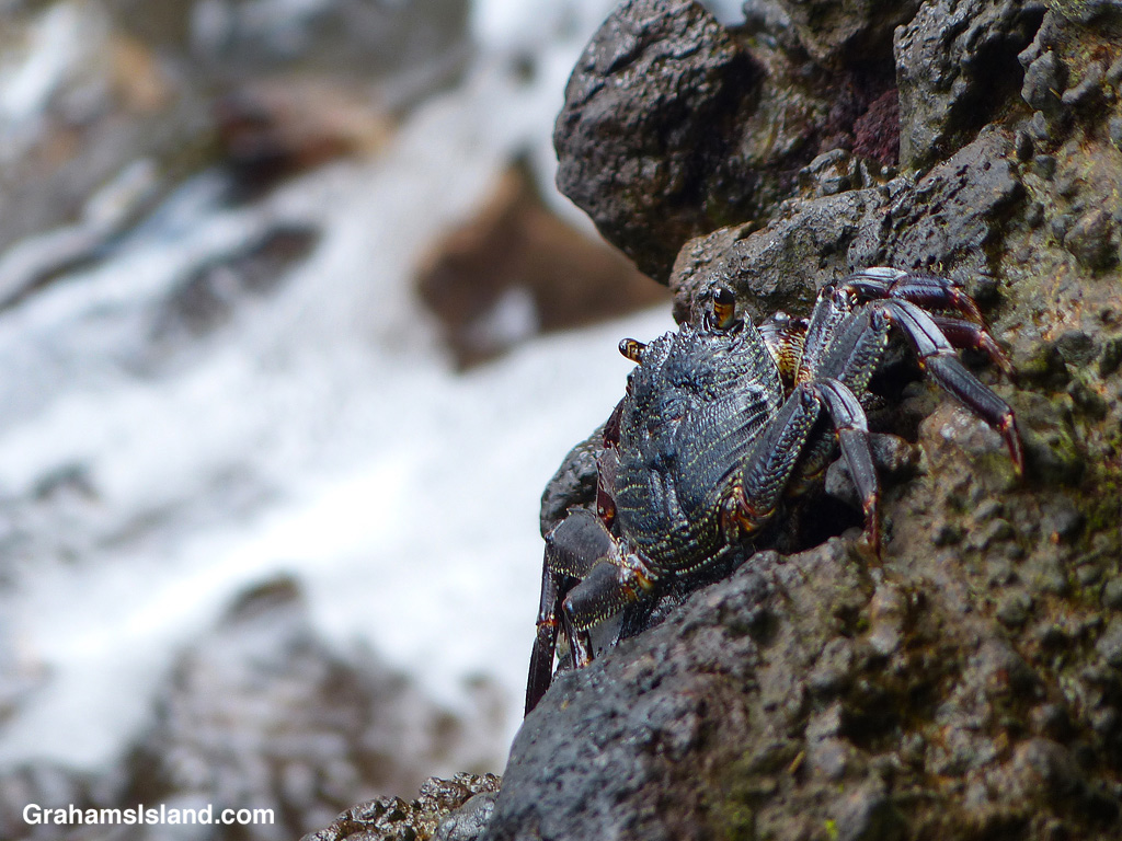 An A’ama Crab at the aptly named Crab Cove at Hawaii Tropical Bioreserve & Garden.