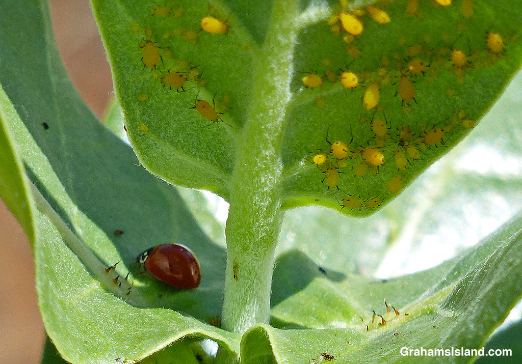 Aphis neni aphids on a Hawaiian Crownflower leaf