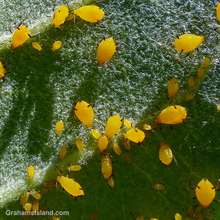 Aphis neni aphids on a Hawaiian Crownflower leaf