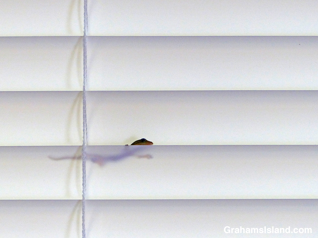 A baby gecko in house blinds