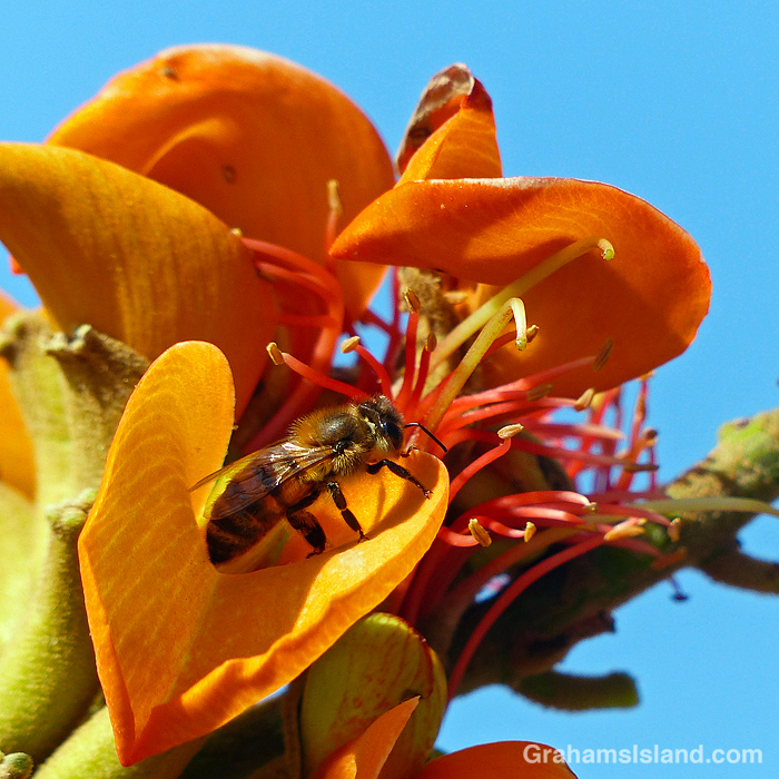 Wiliwili tree flowers in Hawaii