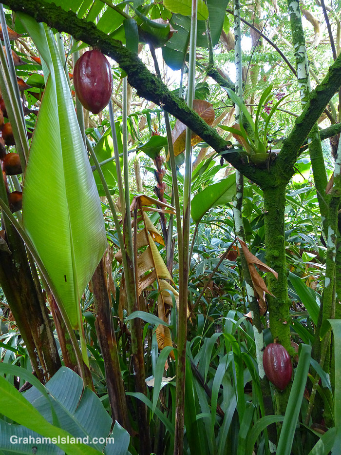 Cacao pods at Hawaii Tropical Bioreserve and Garden