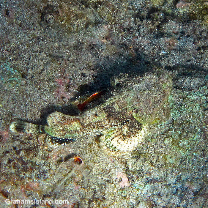 A Devil Scorpionfish in the waters off Hawaii