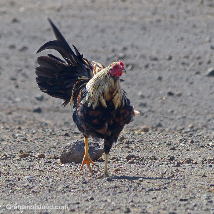A chicken in Hawaii