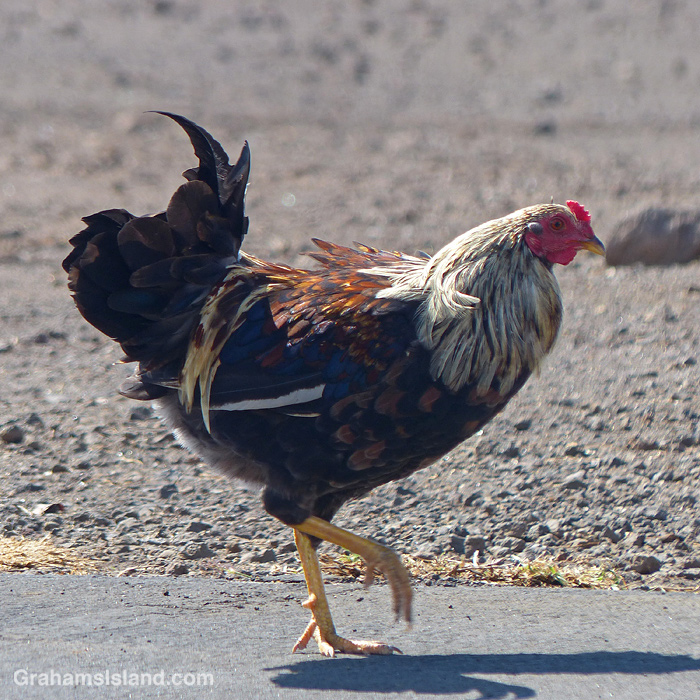 A chicken in Hawaii