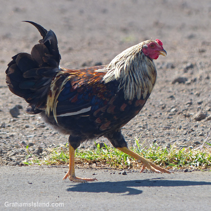 A chicken in Hawaii