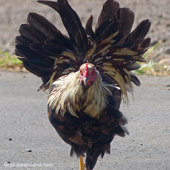 A chicken in Hawaii