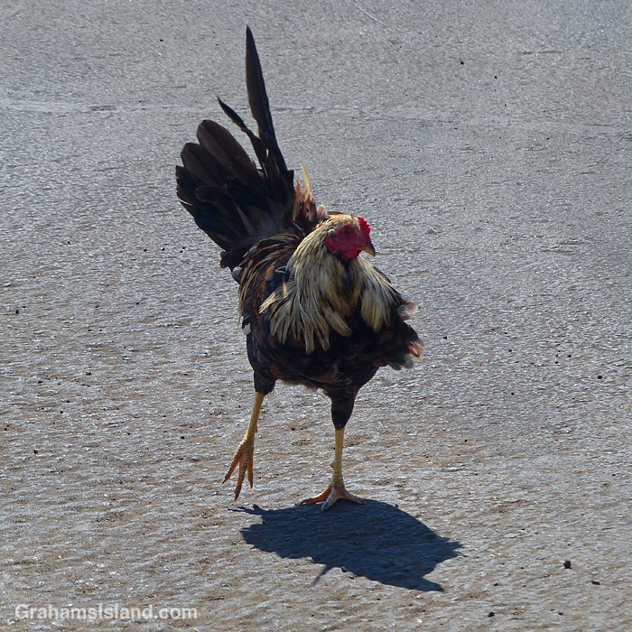 A chicken in Hawaii
