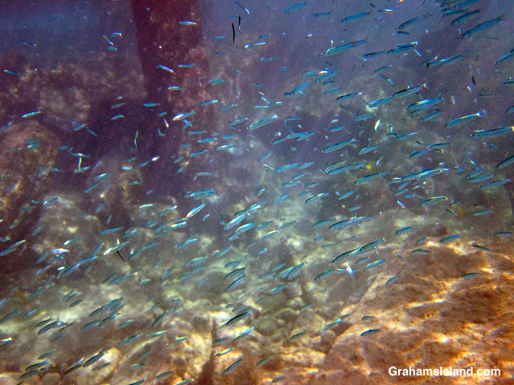A Hawaiian Silversides shoal