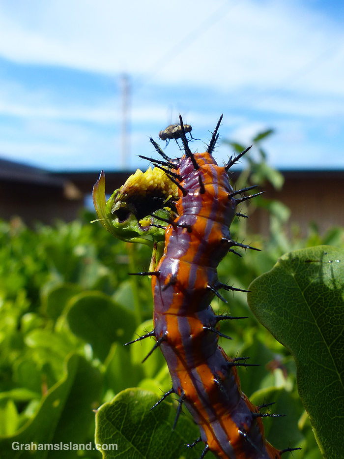 A Passion Vine Butterfly caterpillar and fly in Hawaii