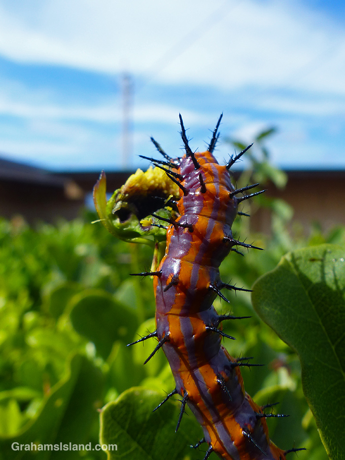 A Passion Vine Butterfly caterpillar in Hawaii
