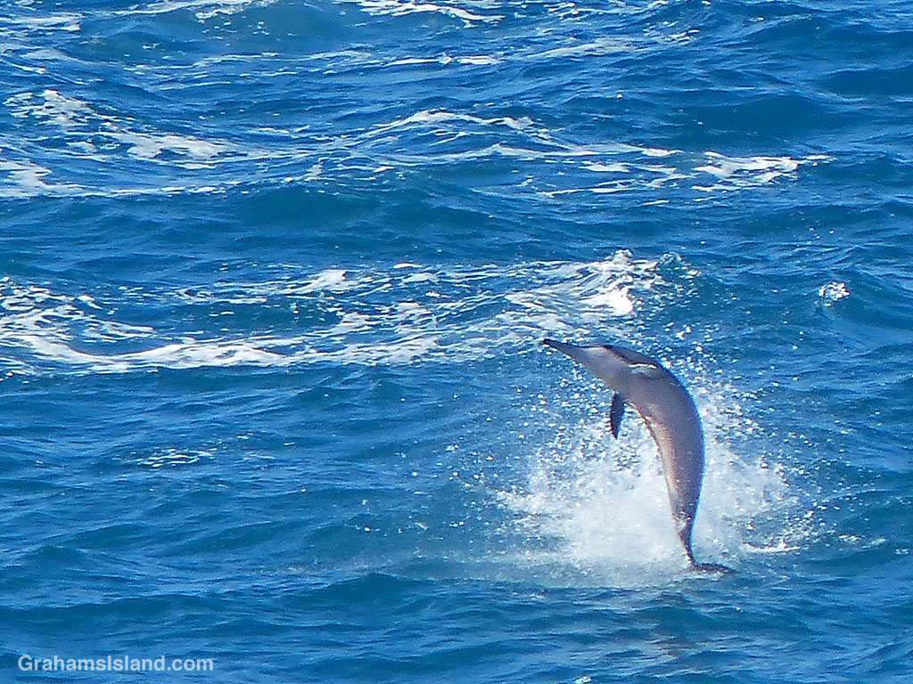 A Spinner dolphin leaps from the waters off Hawaii