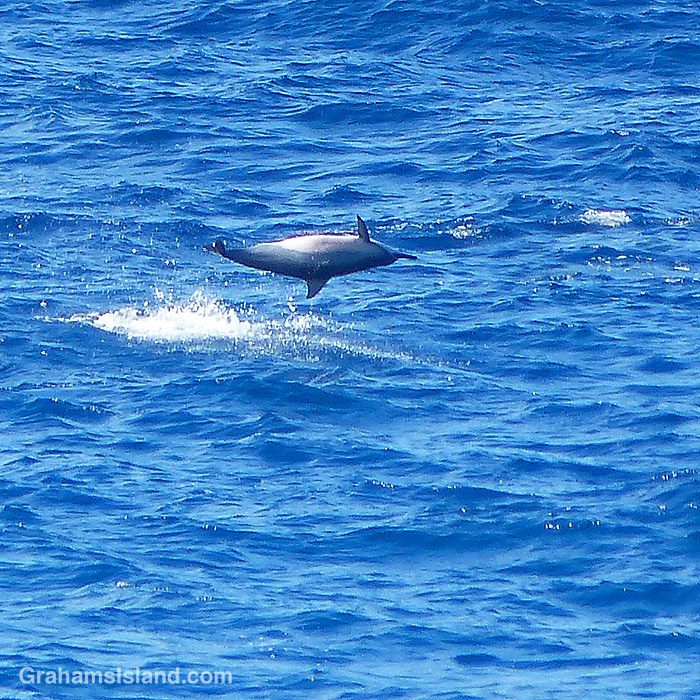 A Spinner dolphin leaps from the waters off Hawaii