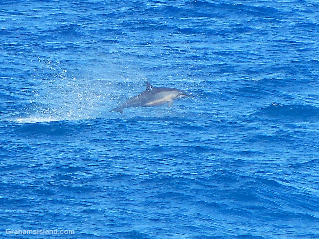 A Spinner dolphin leaps from the waters off Hawaii