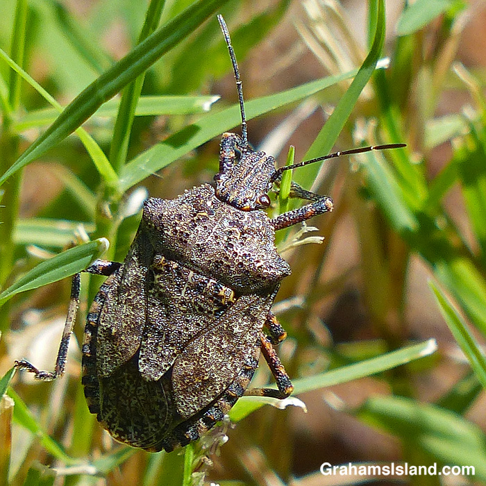 A four-humped stink bug (Brochymena quadripustulata) in Hawaii