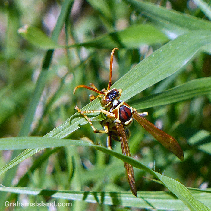 A wasp clambers through the grass