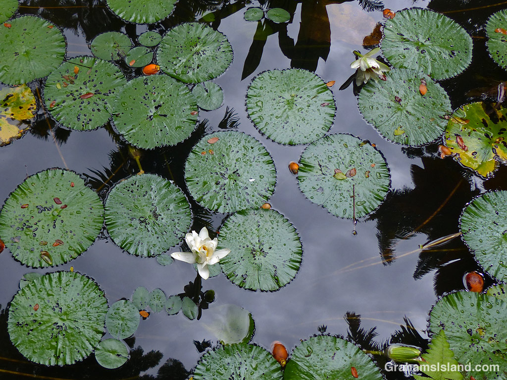A white water lily at Hawaii Tropical Bioreserve and Garden