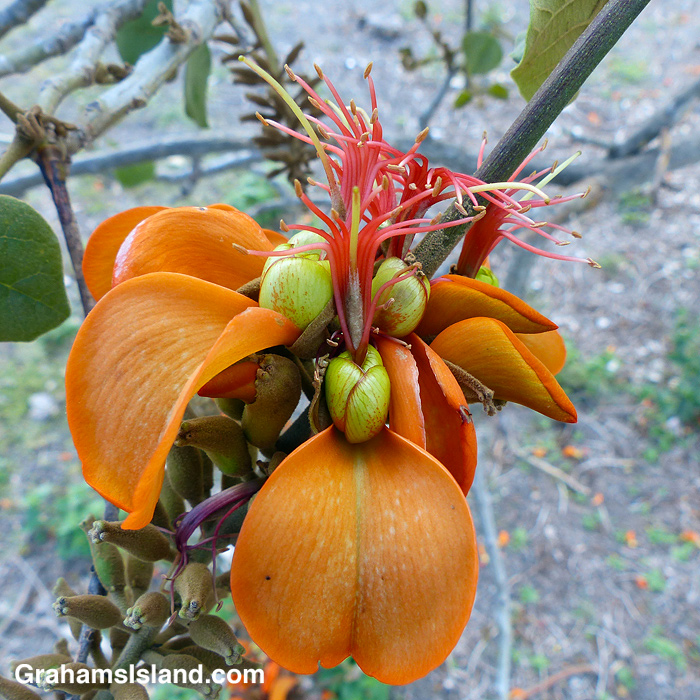 Wiliwili tree flowers in Hawaii