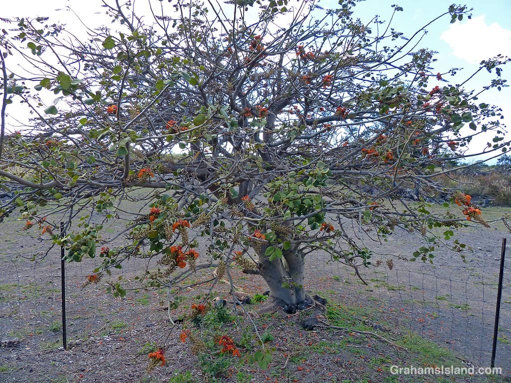 Wiliwili tree flowers in Hawaii
