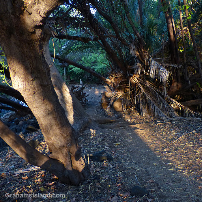 On the Ala Kahakai Trail between Spencer Beach Park and Hapuna