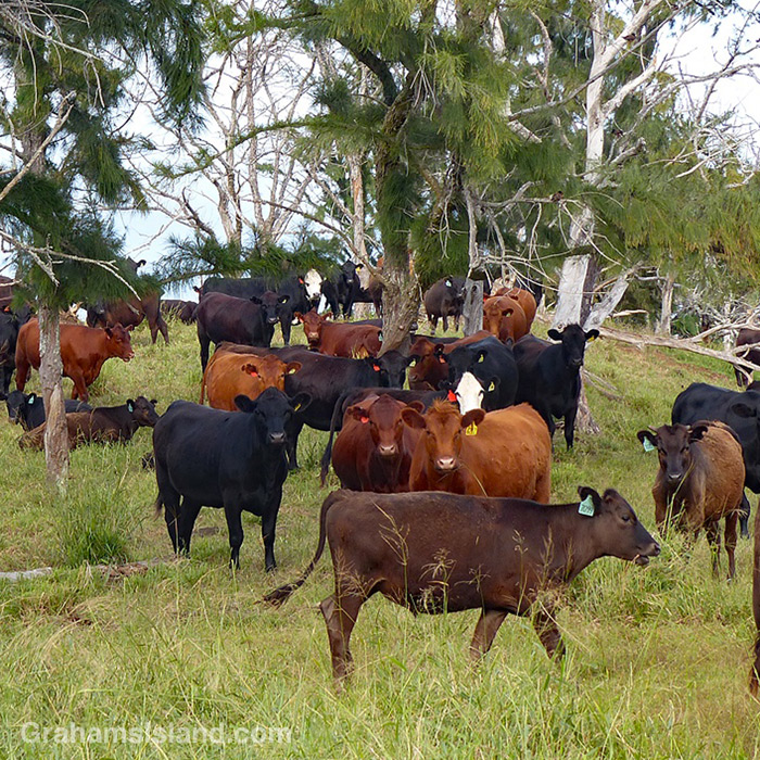 Cattle near Upolu, Hawaii