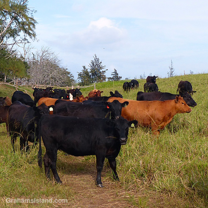 Cattle near Upolu, Hawaii