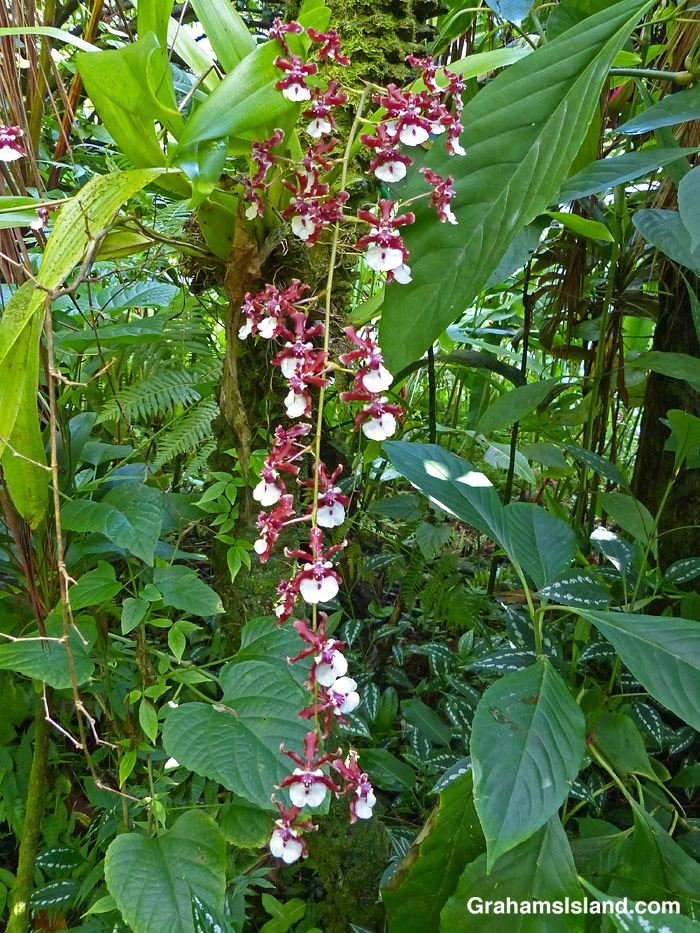 A chocolate-scented oncidium orchid Sharry Baby