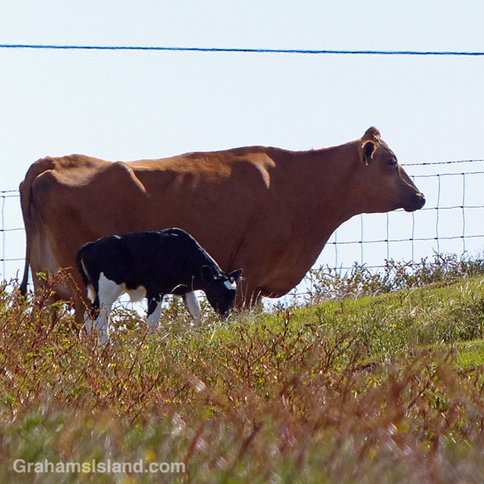 Cow and calf near Upolu, Hawaii