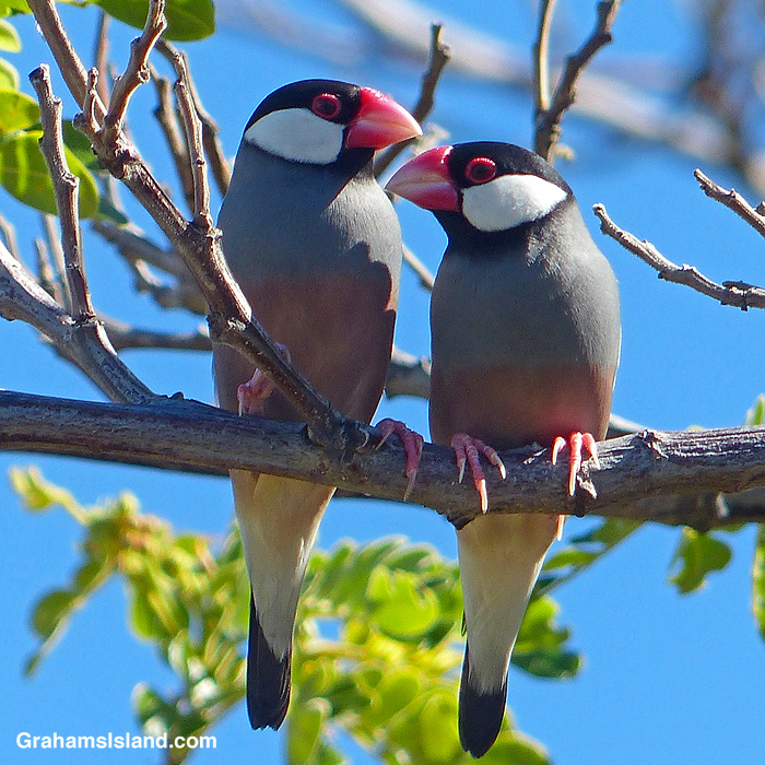 Two Java Sparrows on a branch in Hawaii