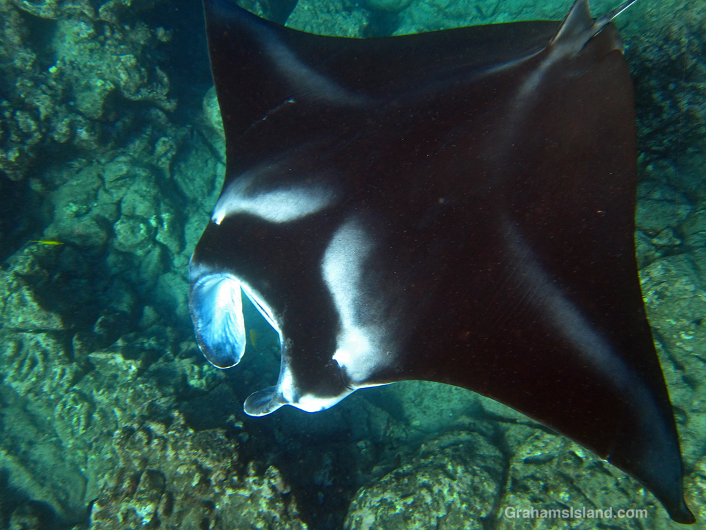 A manta ray in the waters off Hawaii