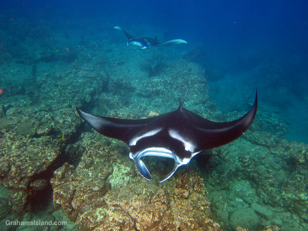 Two manta rays in the waters off Hawaii
