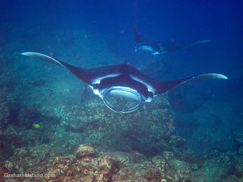 Two manta rays in the waters off Hawaii