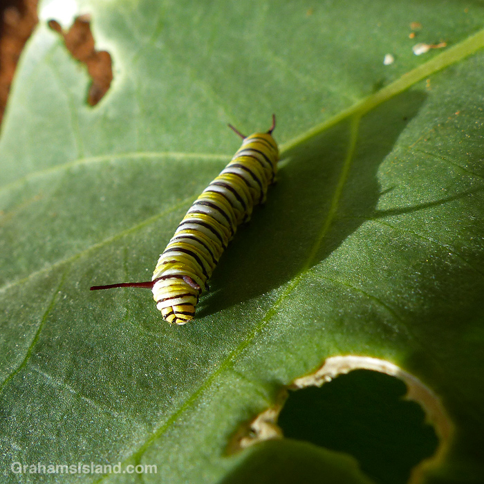 A Monarch Butterfly caterpillar on a Hawaiian Crown Flower leaf