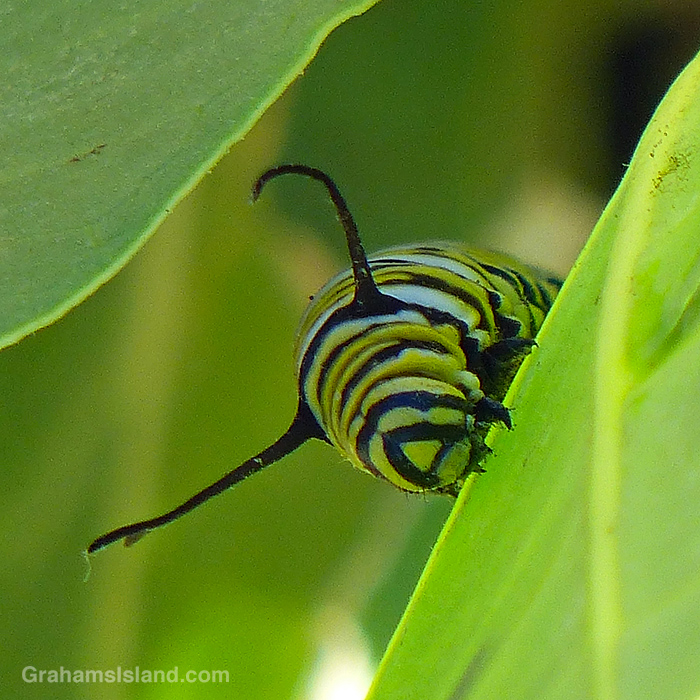 A Monarch Butterfly caterpillar on a Hawaiian Crown Flower leaf