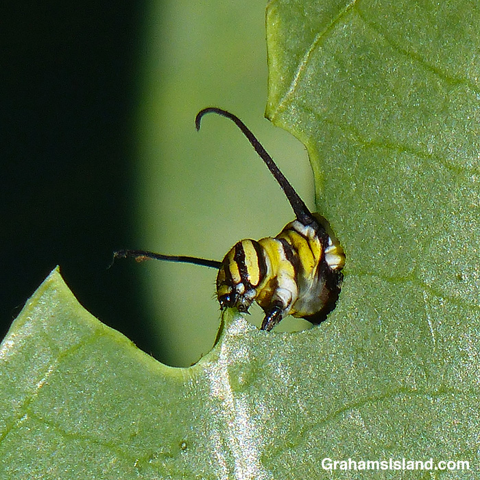 A Monarch Butterfly caterpillar on a Hawaiian Crown Flower leaf