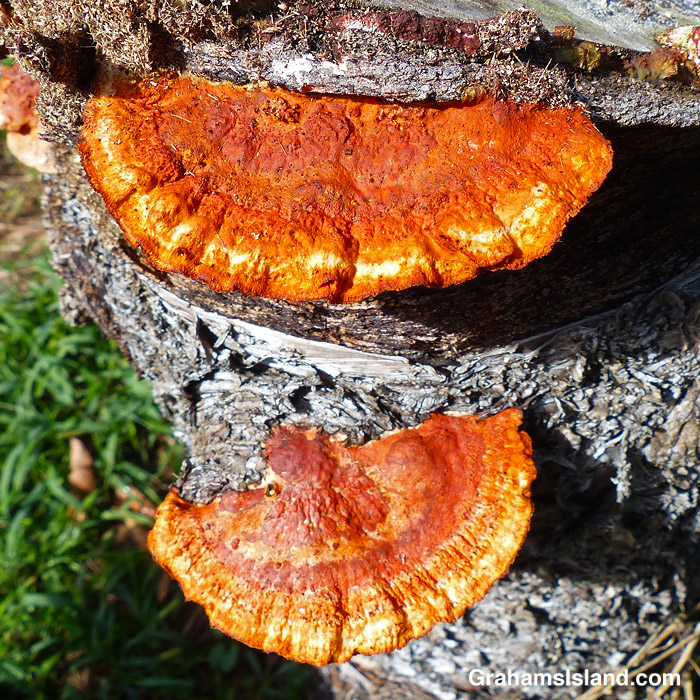Orange fungi on a tree stump