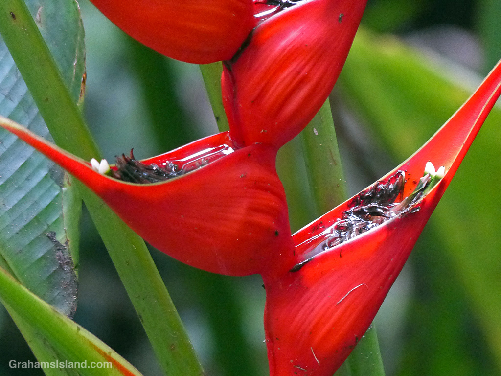 A red heliconia filled with water